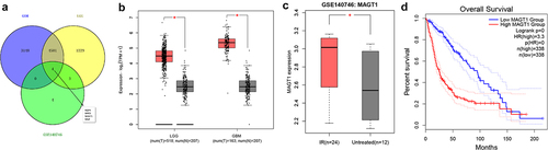 Figure 1. The expression of MAGT1 is upregulated in glioma tissues. A: Differentially expressed genes identified in TCGA-GBM and TCGA-LGG datasets and GSE140746 microarray difference, and a Venn diagram for intersection of upregulated genes. B: MAGT1 level in the TCGA-GBM and TCGA-LGG datasets, with red indicating glioma (GBM/LGG) and gray indicating normal control (* p < 0.05). C: The expression of MAGT1 in GSE140746 microarray, with red indicating glioma tissues after radiotherapy, and gray indicating untreated glioma tissues (* p < 0.05); D: Kaplan-Meier survival curve for analysis on the correlation between MAGT1 expression and clinical prognosis in patients with glioma.