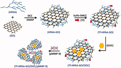 Scheme 1. The preparation of Tf-HPAA-GO/DOC/pMMP-9.