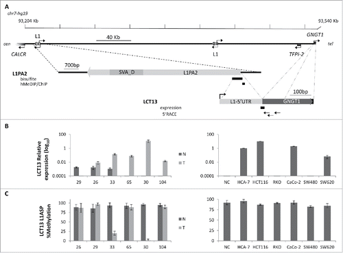 Figure 1. Relationship between methylation and expression of LCT13 L1ASP in CRC. (A) Top: Schematic diagram of the LCT13 genomic locus on human chromosome 7 (chr7:93,204,042–93,540,485; center) with indicated the positions of the CALCR, TFPI-2, and GNGT1 genes and of the 2 intact intergenic LINE1s (L1) present in this region. Middle: enlargement of the LINE-1 (L1PA2: chr7:93,213,393–93,221,079, with an SVA_D spanning the interval 93,214,544–93,216,214) from which LCT13 originates with the regions (black bars) tested by bisulfite or hMeDIP and ChIP. Bottom: enlargement of the LCT13 spliced transcript with indicated its exon structure [LINE-1 5′UTR fragment in light gray (chr7:93,220,882–93,221,083) and, in dark gray, the 2 GNGT1 exons (93,536,051–93,536,154 and 93,540,102–93,540,235), part of the LCT13 transcript]. Also indicated are the positions of the Taqman assay used for LCT13 expression studies located at the splice junction (black bar) and of the primers used for 5′RACE (arrows). All coordinates are from hg19 annotations; scale is in kilobase pairs (kb). (B) Bar charts showing the expression of LCT13 measured by real time RT-PCR and expressed relatively to the geometric mean of 3 reference genes in matched normal (dark gray, N) and tumor (light gray, T) tissues from 6 colorectal cancer patients (left panel) and 6 cell lines (right panel). NC: normal colon, commercially sourced total RNA from 7 healthy donors pooled together. (C) Bar charts of the methylation levels measured by bisulfite sequencing in the tissues of the 6 patients and cell lines presented in B.