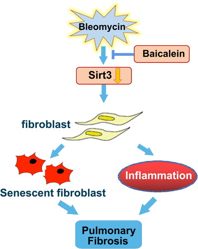 Figure 8. Schematic diagram of the mechanism through which baicalein attenuates BLM-induced pulmonary fibrosis through upregulating Sirt3 expression. BLM suppressed Sirt3 expression, and Sirt3 dysregulation contributed to pulmonary fibroblast senescence and inflammation, resulting in pulmonary fibrosis, which was markedly mitigated by baicalein administration. BLM: bleomycin; Sirt3: sirtuin 3.
