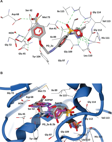 Figure S6 Docking of designed hybrid compounds at ATP binding site of P. aeruginosa ParE. (A) Binding pose of the top-scored compound PD_2a (grey stick model) (B) PD_2a and PD_2b (stick model colored by their element) superimposed with ADPNP (magenta stick model).Notes: The residues are shown as wireframe colored by their element and labeled in white. The hydrogen bonds are illustrated as dotted green lines. The water molecule in both (A) and (B) is shown as a red colored ball model.