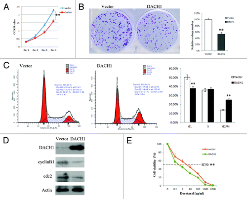 Figure 3. Effect of DACH1 expression on tumor growth and cell cycle in HCT116 cells. (A) Growth curves, which represents the effect of DACH1 expression on cell viability in HCT116 cells was tested by CCK-8 kit daily for 96 h. (B) Colony formation assay shows the effect of DACH1 expression on cancer cell growth. The left panel shows the representative images of PCMV6-AC-DACH1-GFP or empty vector (PCMV6-AC-GFP) group. Right panel shows colony numbers (**P < 0.01). (C) Representative cell cycle and flow cytometry data (**P < 0.01). (D) western blot results in HCT116 cells with unexpressed DACH1 and re-expressed DACH1 . (E) The cell viability assay showed the effect of DACH1 restoration on the sensitivity of HCT116 cells to docetaxel (**P < 0.01).