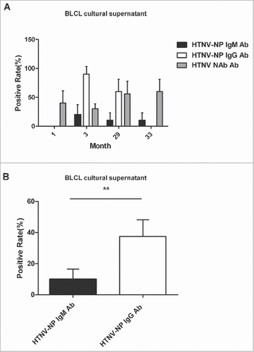 Figure 4. The HTNV antibody responses of BLCLs. (A) The positive rates of HTNV-NP-specific IgG, IgM and HTNV neutralizing antibody were determined at 1, 3, 29, and 33 months after vaccination in the culture supernatants of BLCLs. (B) The total positive rate of HTNV-NP-specific lgG or lgM antibodies in all BLCL culture supernatants. Vertical lines indicate 95% confidence interval (CI). P values are identified by asterisks (#P< 0.05, ##P < 0.01, ###P < 0.001). BLCLs: EBV-transferred B lymphoblastoid cell lines.