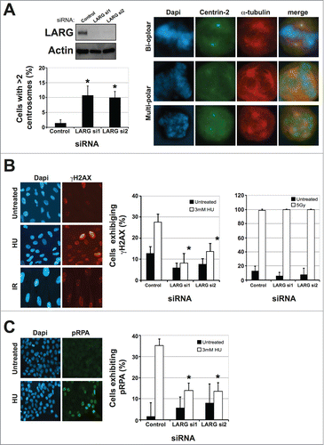 Figure 3. LARG depleted cells exhibit supernumerary centrosomes and aberrant cellular responses to replication stress. (A). Upper left panel shows an example of depletion of endogenous LARG following siRNA treatments in HeLa GFP-Centrin2 cells. Further examples in other cell lines are shown in Figure S1B. Upper right panel shows representative images of cells exhibiting normal (2) and abnormal (>2 ) centrosomes. Lower left panel shows quantification of supernumerary centrosomes in Control siRNA and LARG siRNA transfected cells. Data represents the means from 3 independent experiments with errors bars representing the standard deviation of the means. Asterisks denote a P-value of <0 .05 using a paired twin tailed students t-test assuming equal variances. A more detailed breakdown of the numbers of centrosomes is shown in Figure S1C. (B). Left panel shows representative γH2AX staining in untreated, HU (2 hrs post-3 mM) and IR (1 hr post-5 Gy) treated RPE-1 cells. Right panel show quantification of γH2AX in control and LARG siRNA transfected cells either untreated, 2 hrs following 3 mM HU or 1 hr following 5 Gy IR treatments. Data shown is the mean calculated from 3 independent experiments with error bars and asterisks as described in (A). A similar defective in γH2AX foci formation was observed in LARG-depleted cells following UV light induced replication stress (data not shown). (C). Left panel shows representative pRPA foci in untreated and HU treated HCT116 cells. Right panel show quantification of pRPA foci in control and LARG siRNA transfected cells either untreated, or 2 hrs following 3 mM HU treatments. Data shown is the mean calculated from 3 independent experiments with error bars and asterisks as described in (A).