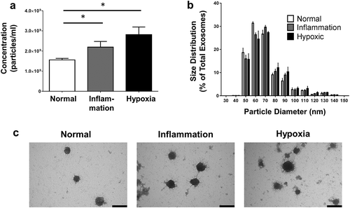 Figure 3. Primary human PTEC produce more exosomes under disease culture conditions but with comparable morphology. (a) Exosome numbers produced by equivalent cell culture volumes under normal and disease (inflammation and hypoxia) culture conditions. All exosomes purified using the Kit methodology. Results represent mean ± SEM of six individual PTEC donor experiments. *p < 0.05 by one-way analysis of variance with Bonferroni’s multiple-comparison test. (b) Equivalent size distribution of exosomes derived from primary human PTEC under normal and disease conditions; analysed with TRPS (qNano, Izon Science Ltd. Christchurch, New Zealand) using a NP100 nanopore at a 45 mm stretch. All exosomes purified using the Kit methodology. Results represent mean ± SEM of six individual PTEC donor experiments. (c) Electron microscopy images of exosomes purified from PTEC cultured under normal and disease conditions. Scale bars = 100 nm. All exosomes purified using the Kit methodology.