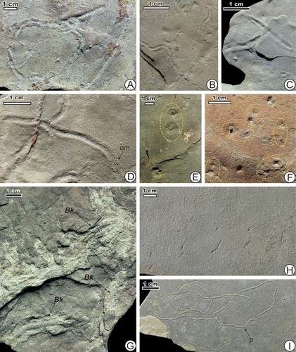 Figure 4. Photographs of beddings planes illustrating trace fossils in the Mezardere Formation. (A) Archaeonassa cf. fossulata, outcrop 3, specimen TRGM3/01. (B) Archaeonassa cf. fossulata, small form, outcrop 4, specimen TRGM1/01. (C) Archaeonassa isp. A, outcrop 4, specimen TRGM1/02. (D) Archaeonassa isp. B showing oblique marks (om); outcrop 4, specimen TRGM1/03. (E) ?Arenicolites isp., presumable pairs of structures related to limbs are in yellow ellipses; outcrop 21, specimen TRGM8/01. (F) ?Arenicolites isp., outcrop 3, specimen TRGM1/04. (G) Bichordites kuzunensis, outcrop 21, specimen INGUJ224P7. (H) ?Copeza isp., outcrop 7, specimen TRGM7/01. (I) G. indianensis, a specimen with short protrusions (p); outcrop 7, specimen TRGM6/01.