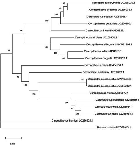 Figure 2. Phylogenetic relationship of 17 species of Cercopithecus based on Maximum likelihood model. Genbank accession number: C. erythrotis (JQ256936.1), C. cephus (JQ256948.1), C. petaurista (JQ256983.1), C. ascanius (JQ256938.1), C. lhoesti (KJ434957.1), C. nictitans (JQ256951.1), C. albogularis (NC021944.1), C. mitis (KJ434956.1), C. doggetti (JQ256953.1), C. hamlyni (JQ256924.1), C. diana (KJ434958.1), C.roloway (JQ256923.1), C. neglectus (MW160353), C. neglectus (JQ256930.1), C. mona (JQ256979.1), C. pogonias (JQ256989.1), C. wolfi (JQ256984) and C. denti (JQ256988.1). Macaca mulatta (NC005943.1) was set as outgroup taxon.