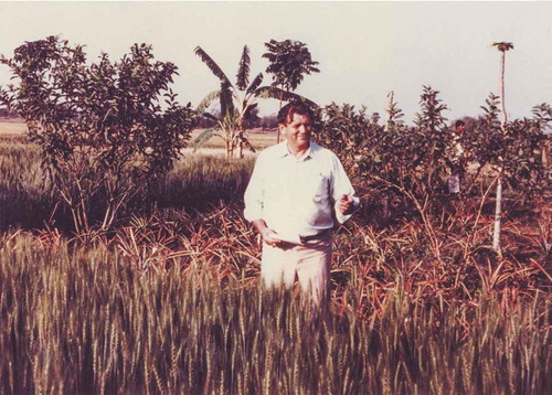 Fig. 2 Glenn Anderson in Bangladesh wheat field, ca. 1978 (Source: Hugo Vivar, CIMMYT).