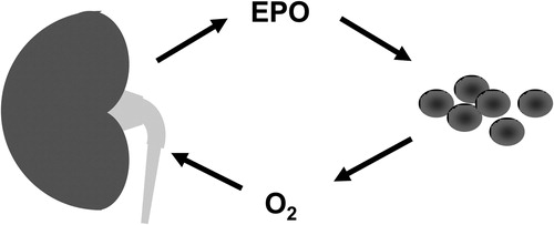 Figure 1. Oxygen (O2) levels are detected by the kidney which in response to lack of O2 secrets erythropoietin (EPO) into the circulation. This hormone drives red cell production.