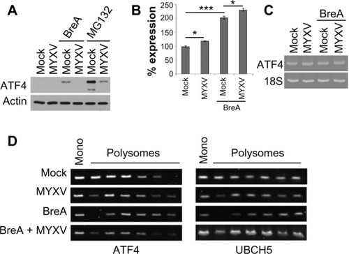 Figure 6 MYXV prevents translation of ATF4 mRNA. (A) U266 cells were either mock-infected or infected with MYXV at MOI =10 and subsequently incubated with 1 µM BreA or 10 nM MG132. Cells were then either mock-infected or infected with MYXV at MOI =10. Six hours after infection, the expression of ATF4 was analyzed using immunoblot. (B) U266 cells were either mock-infected or infected with MYXV at MOI =10 and subsequently incubated with 1 µM BreA. After 6 hours, RNA was harvested, cDNA synthesized, and the expression of ATF4 mRNA was determined using qPCR. (C) Quantitation of qPCR normalized to 18s RNA. (D) U266 cells were either mock-infected or infected with MYXV at MOI =10 and subsequently incubated with 1 µM BreA. Twelve hours postinfection, translation of ATF4 or UBCH5 mRNAs was analyzed using polysome profiling. ***P<0.005 and *P<0.05 using Student’s t-test.
