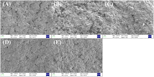 Figure 2. The fracture section morphology of DRCs. (A) BT; (B) DS; (C) DSF-1; (D) DSF-2; (E) DSF-3.