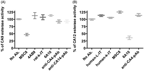 Figure 3. Inhibition of esterase activity of CA9 (A) and CA12 (B) with different antibodies at 20 μg/ml. Ab, antibody; pAb, polyclonal antibody; IT, isotype; L-IT, lambda isotype; k-IT, kappa isotype; and CA, carbonic anhydrase. Data represent two independent experiments each in triplicates.