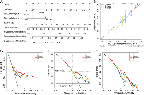 Figure 4 Construction of the nomogram. (A) Construction of the nomogram based on risk score, N staging and T staging for predicting the 1-, 3- and 5-year survival; (B) Calibration curves of the nomogram for 1-, 3- and 5-year; (C–E) Decision curve analysis for assessing the clinical use of nomogram in predicting the 1-, 3- and 5-year survival.