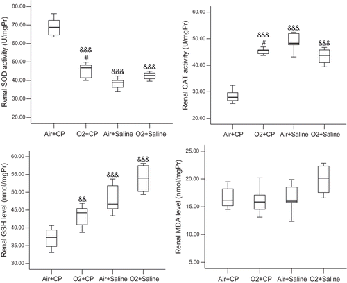 Figure 4.  Renal superoxide dismutase (SOD) and catalase (CAT) activities and glutathione (GSH) and malondialdehyde (MDA) levels. For a brief explanation of groups, see Figure 2. There was no significant difference between the two saline-treated groups. &&p < 0.01; &&&p < 0.005 in comparison with Air + CP group; #not significantly different from O2 + Saline group.