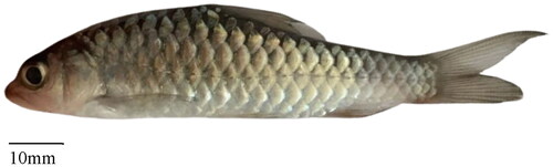 Figure 1. Neolissochilus soroides was collected from Daying River, Tengchong city, Yunnan province, China (24°36′36ʺ N, 97°49′12ʺ E) (photo by Ye Chen).