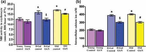 Figure 2. (A) Effect of glucosamine on erythrocyte NHE activity (mmol/L RBC/hour at 37°C)], (B) intracellular calcium ion (nM) in young, D-gal induced and naturally aged rats. The values are given as mean ± SEM (where n = 6). Where * p < 0.05 when the value is compared with young control, $ p < 0.05 when the value is compared with D-Gal control, # p < 0.05 when the value is compared with naturally old control rats.