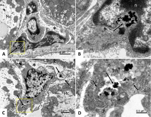 Figure 5 Accumulation of BSA-coated gold nanoparticles in the liver. Area of liver tissue cells showing hepatocytes (Hc); asterisk – a sinusoid in the lumen of which a lymphocyte is present (L); the lower part of the sinusoid is lined by an endothelial cell with a large cell nucleus; long arrow - clusters of gold nanoparticles located in the cytoplasm near the cell nucleus (A). Detail from figure (A) (yellow square); long arrow - clusters of gold nanoparticles in the endothelial cell cytoplasm; white n - cell nucleus (B). Phagocytic cell with gold nanoparticles (yellow square, long arrow) located in the sinusoid (asterisk); short arrows – phagocyte cytoplasmic protrusions; white n – cell nucleus of a phagocyte; Hc - liver cell (C). Detail from figure (C) (yellow square); long arrow - clusters of gold nanoparticles in a phagocytic cell accumulated in a large phagolysosome (Ph); short arrows – phagolysosome membrane (D).