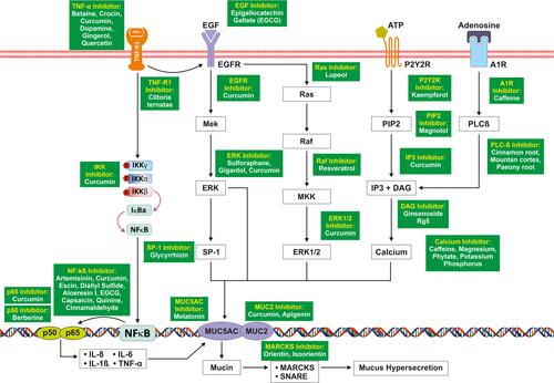 Figure 5 NF-Kß mediated signaling pathway leading to mucus hypersecretion.