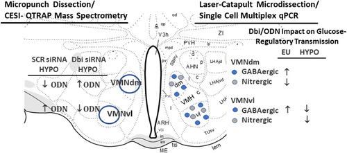 Figure 7 Summary of Outcomes of CESI-QTRAP MS/MS and Single Cell Multiplex qPCR Analysis Analyses of VMN tissue or Laser-Catapult-Microdissected Glucose-Regulatory Neurons. The left side of the cartoon illustrates the effects of Dbi gene knockdown on VMNdm versus the VMNvl ODN tissue content during insulin-induced hypoglycemia (HYPO). The right side depicts the effects of Dbi/ODN signaling on euglycemic (EU) versus HYPO patterns of transmitter marker gene expression in GABAergic or nitrergic neurons laser-microdissected from the VMNdm or VMNvl.