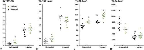 Figure 3. Effect of anti-sclerostin antibody (Scl-Ab) on trabecular bone volume in the proximal tibia, as measured by µCT. A. Bone volume fraction. B. Trabecular number. C. Trabecular Thickness. D. Trabecular separation. Botox treatment significantly reduced BV/TV, Tb.N, and Tb.Th compared to loaded controls (p < 0.001). Antibody treatment increased BV/TV both in the loaded and unloaded tibia, but only the increase in the unloaded tibia was significant (a: p = 0.03). Trabecular thickness was also significantly increased, however (b, c: p < 0.001).