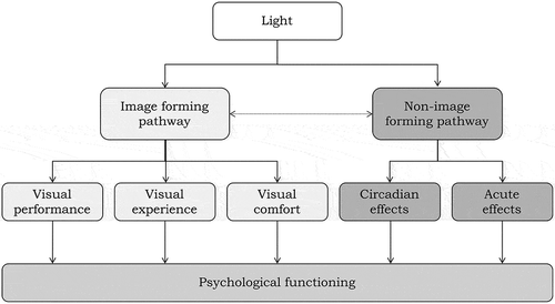 Fig. 1. Pathways of light relevant to psychological functioning. Adapted from de Kort and Veitch (Citation2014).