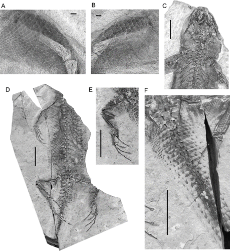 Figure 9 Liushusaurus acanthocaudata gen. et sp. nov., scalation. A and B, part and counterpart of IVPP V15507, an isolated hind limb showing rhomboid ventral scales (A) and rhomboid scales above the femur and fine dorsal scales below it (B); C, IVPP V15508B showing dorsal scalation (small granular scales); D–F, IVPP V14715, showing ventral scalation; D, counterpart block (IVPP V14715B); E, hind limb from main block (IVPP V14715A); F, tail on IVPP V14715A, showing elongate spiny scales. Scale bars: A, B = 1 mm; C = 5 mm; D-F = 10 mm.