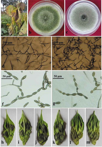 Fig. 1 (Colour online) Symptoms of sunflower leaf blight and morphologies of the causal fungi, Alternaria tenuissima and A. alternata. (a), Necrotic flecks and chlorotic lesions on diseased sunflower leaves. (b, d, f), Colonies, sporulation patterns and conidia of the representative isolates of Alternaria tenuissima. (c, e, g), Colonies, sporulation patterns and conidia of the representative isolates of A. alternata. (h–j), Pathogenicity of the representative isolates of A. tenuissima on detached sunflower leaves. (k–m), Pathogenicity of the representative isolates of A. alternata on detached sunflower leaves.
