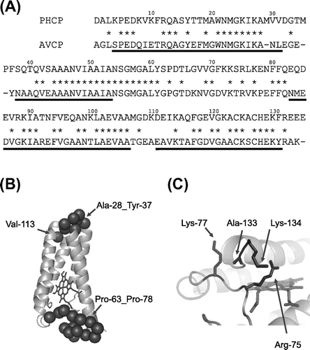 Fig. 3. Sequence Comparison and Tertiary Structure of the AVCP Protein.Note: (A) Sequence comparison. Gaps in the alignment are indicated by dashes. Identical residues in PHCP and AVCP are indicated by asterisks between the sequences. Helix regions in AVCP are underlined. Residue numbers are indicated above the PHCP sequence. (B) Whole tertiary structure of AVCP (PDB ID:1BBH). The main chain backbone and heme are depicted as ribbon and stick models, respectively. As the root mean square deviation for the main chain folding of two subunits in AVCP is less than 0.5 Å, only one subunit structure is shown. The positions of α carbon atoms of relevant residues mentioned in the text are shown by closed circles. (C) A part of the tertiary structure of AVCP, in which ion pairs appear to be formed in PHCP.