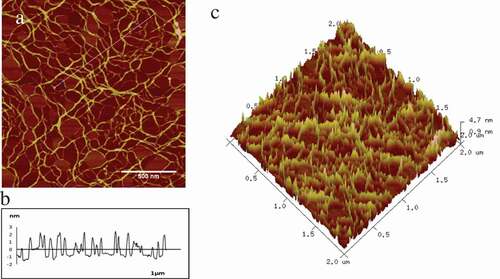 Figure 1. Typical AFM 2D/3D height images and section analysis profiles of original collagen fibrils. a-c represent original collagen fibrils of 2D images, section analysis profiles and 3D images individually.