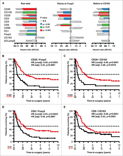 Figure 1. Prognostic impact of individual immune parameters and ratios between effector and suppressor cells measured by immunohistochemistry in melanoma metastases. (A) Impact of immune parameters on hazard ratios. The hazard ratios were calculated in an unadjusted (u) or adjusted (a) fashion for each of the indicated individual immune parameters or for the indicated ratios (each time after having calculated optimal cut-offs using log-rank statistics). Results are plotted together with the 95% confidence intervals. (B–E) Kaplan Meyer survival plots exemplifying the effects of distinct ratios between effector and suppressor cells on overall patient survival. Hazard ratios (HR) are indicated as unadjusted or adjusted values.