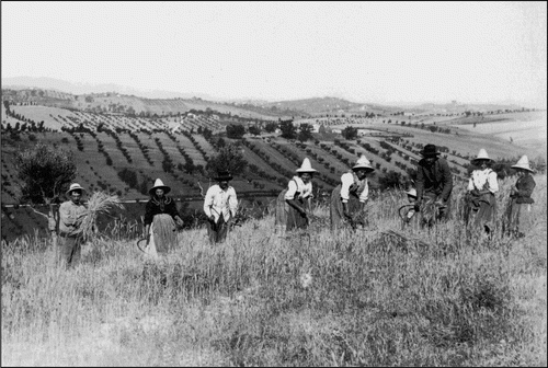 Figure 3. The agricultural landscape of the study area in the first half of the twentieth century. In the background, tree-planted arable lands, with rows of trees used as a support for vines.