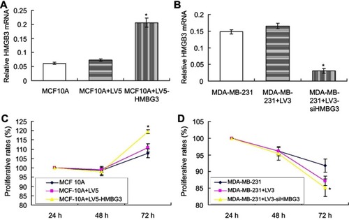 Figure 2 Effects of HMGB3 overexpression on MCF10A proliferation and HMGB3 silence on MDA-MB-231 proliferation. (A). Statistical analysis for HMGB3 mRNA in HMGB3-treated MCF10A cells. (B). Statistical analysis for HMGB3 mRNA in siHMGB3-treated MDA-MB-231 cells. (C). Effects of HMGB3 overexpression on MCF10A proliferation at 24 hrs, 48 hrs and 72 hrs. (D) Effects of HMGB3 silence on MDA-MB-231 proliferation at 24 hrs, 48 hrs and 72 hrs. *p<0.05 vs MCF10A-LV5 cells or MDA-MB-231-LV3 cells.Abbreviation: HMGB3, High-mobility group box 3.