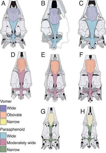 Figure 13. A–H, skull shape variation in fossil and extant istiophorids with emphasis in the basicranium; A, Istiompax indica; B, †Makaira panamense; C, Makaira nigricans; D, Istiophorus platypterus; E, Kajikia audax; F, Kajikia albida; G, Tetrapturus pfluegieri; H, Tetrapturus angustirostris. Colours shows the changes of shape in the vomer and parasphenoid. Wide vomer is associated with wide parasphenoid; obovate vomer is related to moderately wide vomer and narrow vomer is associated with narrow presphenoid. See Supplemental material Table S3 for the definition of these shapes.