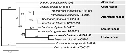 Figure 1. Maximum-likelihood phylogram of Lessonia flavicans (MN561186) and related Laminarialean mitogenomes. Numbers along branches are RaxML bootstrap supports based on 1000 replicates. The legend below represents the scale for nucleotide substitutions.