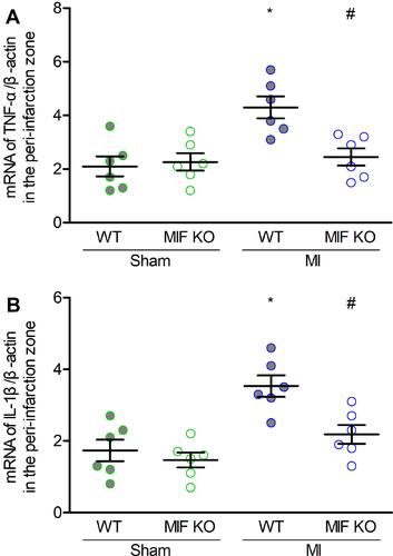 Figure 6 Effects of MIF on inflammatory mediators in the peri-infarction zone. (A) TNF-α, and (B) IL-1β mRNA levels in the four groups. Each group, n = 6. *P < 0.05 vs the sham-operated mice of the same type, #P < 0.05 vs the WT mice underwent the same operation.