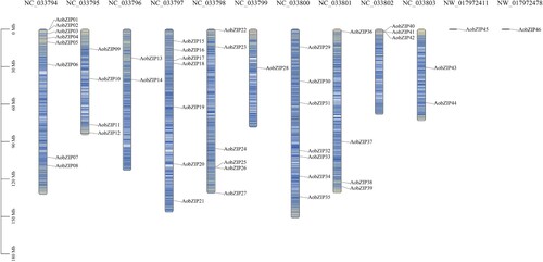 Figure 1. The chromosomal locations of AobZIP genes. Each column with a label beginning with ‘NC’ represents a chromosome, and the locations of the genes are indicated on the chromosomes. The thickness of the horizontal lines in the column represents the gene density.