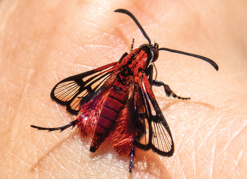 Figure 2. Scarlata nirvana gen. et sp. nov. exposing its hind leg tufts in a common feeding position of this species.