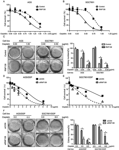 Figure 2. RNF138 level determines the sensitivity of GC cells to cisplatin. (A, B) IC50 values were calculated in AGS (A) and SGC7901 (B) cells transfected with the empty vector or RNF138 using cytotoxicity assay. (C) Colony formation was detected in AGS and SGC7901 cells transfected with RNF138 compared with empty control vector. The normalized ratio of clonogenic assay was shown in the histogram. (D, E) IC50 values were calculated in AGS/DDP (D) and SGC7901/DDP (E) cells transfected with the control or siRNF138 using cytotoxicity assay. (F) Colony formation was detected in AGS/DDP and SGC7901/DDP cells transfected with the control or siRNF138. The normalized ratio of clonogenic assay was shown in the histogram and error bars represent SD. Statistically significant differences are shown by *, P < 0.05.