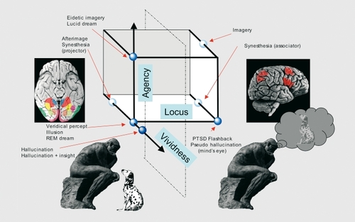 Figure 2. The neurophenomenological classification of visual perceptual experience. A three-dimensional space is represented with axes: (i) perceptual locus - external or in the mind's eye; (ii) sense of agency or volitional control; (iii) vividness (also coded by color saturation). Each class of visual perceptual experience is represented by a sphere. The dotted vertical plane divides those experiences related predominantly to activity in specialized visual cortex (left of figure) from those experiences related predominantly to activity in a network of parietal and frontal areas (right of figure). See text for further details.