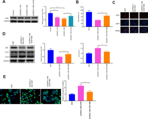 Figure 7 MAP1S restores chemosensitivity of A549/DDP cells by inhibiting Nrf2 pathway.