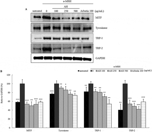 Figure 4. Effect of AH on the expression of melanogenesis related proteins. MITF, tyrosinase, TRP-1 and TRP-2 protein expression levels in B16 melanoma cells treated with AH for 72h were analyzed by immunoblotting (a). Relative protein expression levels were normalized to GAPDH levels (b). Total proteins extracted from cells stimulated with α-MSH were considered as 100%. Values are mean ± S.D. of triplicate experiments. *: p < 0.05, **: p < 0.01, ***: p < 0.001.