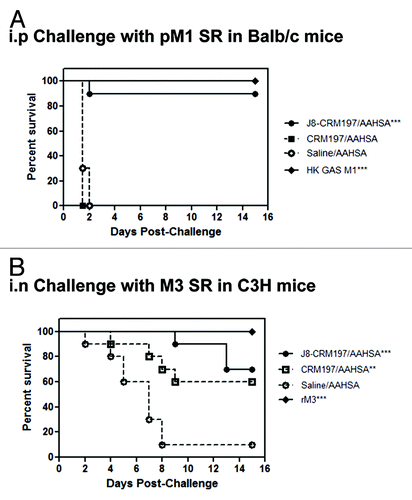 Figure 4. Survival of C3H and Balb/c mice after challenge. Balb/c mice challenged intraperitoneally (i.p.) with GAS pM1 SR in mucin (A) 90% of the J8-CRM197/AAHSA immunized group and 100% of the heat-killed M1 immunized group (positive control) survived challenge p < 0.0001 relative to CRM197/AAHSA and AAHSA groups. C3H mice challenged intranasally (i.n.) with GAS M3 SR (B) 70% percent of the J8-CRM197/AAHSA immunized group and 100% of the recombinant M protein immunized group (positive control) were protected from challenge, while 60% of the CRM197/MAA group also survived challenge p < 0.001 relative to the AAHSA group.