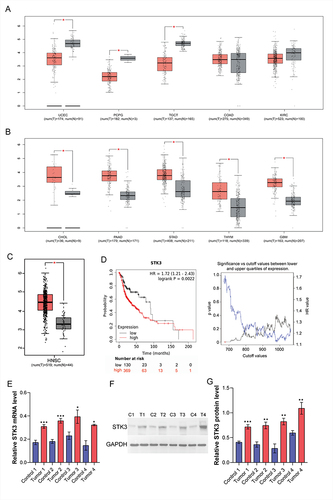 Figure 1 STK3 expression in human normal tissue and oral squamous cell carcinoma tissue. (A) STK3 is expressed in UCEC, PCPG, TGCT, COAD and KIRC in the GEPIA database. (B) STK3 is expressed in CHOL, PAAD, STAD, THYM and GBM in the GEPIA database. (C) STK3 is expressed in HNSC in the GEPIA database. (D) Kaplan–Meier survival analysis revealed that overall survival is poorer in HNSC patients with a high expression of STK3 in the GEPIA datasets. (E) The mRNA expression level of STK3 in adjacent normal tissue and oral squamous cell carcinoma tissues was determined by RT-qPCR. (F) Western blotting analysis of STK3 expression levels in adjacent normal tissues and oral squamous cell carcinoma tissues from patients. (G) Quantification of related STK3 proteins expression in normal and oral squamous cell carcinoma tissues. Statistical significance relative to N or control group, *P < 0.05, **P < 0.01, ***P < 0.001.