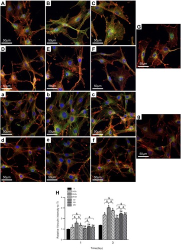 Figure 14 CLSM images of MC3T3-E1 cell morphology on different samples after culturing for 1 and 3 days (A–G, a–g); the quantitative analysis of immunofluorescence intensity of vinculin is also shown (H).Notes: Uppercase letters indicate the day 1 images, lowercase letters indicate the day 3 images: (A, a), 5VZn surface cultured with CM; (B, b), 15VZn surface cultured with CM; (C, c), 25VZn surface cultured with CM; (D, d), 5V surface cultured with CM; (E, e), 15V surface cultured with CM; (F, f), 25V surface cultured with CM; (G, g), Ti. (H) The relative immunofluorescence intensity of vinculin on different surfaces, compared to Ti. Data are expressed as the mean ± standard deviation (n=3). $Denotes the statistical significance between Ti and other groups. #Denotes the statistical significance between each Zn-incorporated TNT group and its TNT counterpart group. &Denotes the statistical significance between different labeled groups. ($P<0.05, #P<0.05, &P<0.05, ANOVA.)Abbreviations: CLSM, confocal laser scanning microscope; CM, conditioned medium.