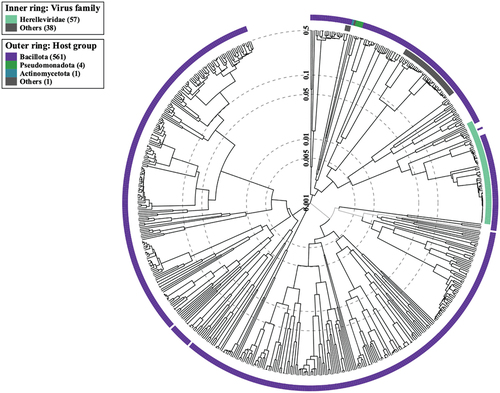 Figure 5. Circular proteomic tree of the viral genomes. The outermost ring illustrates the host group of bacteriophages, while the innermost ring represents the virus family of phages.