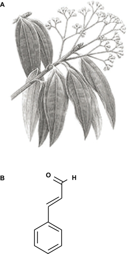 Figure 1 A) The Cinnamomum cassia plant. B) The chemical structure of cinnamaldehyde.