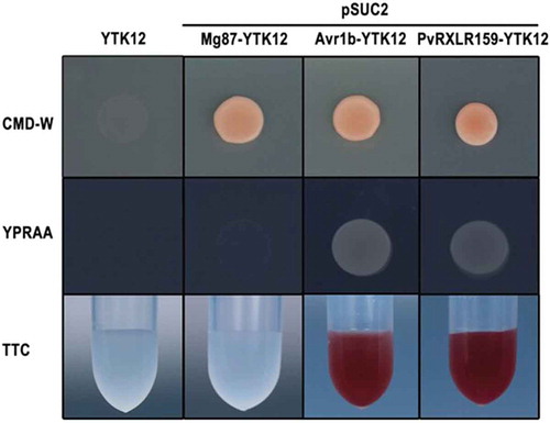 Figure 2. PvRXLR159 is an effector containing functional signal peptide.Functional validation of the signal peptide of PvRXLR159 was carried out by using signal sequence trap assay. The signal peptide sequences of PvRXLR159 and Avr1b as a positive control, and the sequence of the first 25 amino acids of Mg87 as a negative control were fused in frame to the invertase gene in the pSUC2 vector, which were transformed into yeast YTK12 strain. CMD-W medium were used to screen positive transformants. Y﻿PRAA medium and TTC reducing assay were used to test invertase secretion. Only clones having a functional signal peptide can grow on YPRAA medium and reduce TTC to red formazan.