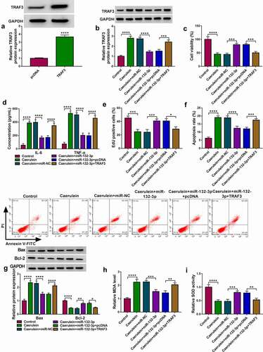 Figure 6. Reinforcing TRAF3 abated the restraining effect of miR-132-3p on caerulein-induced pancreatic ductal cell injury. (a, b) Western blotting detected relative TRAF3 protein expression in (a) HPDE6-C7 cells transfected TRAF3 vector and pcDNA vector, and in (b) 10 nmol/L caerulein-induced HPDE6-C7 cells transfected with miR-NC, miR-132-3p, miR-132-3p along with TRAF3 vector, and miR-132-3p along with pcDNA vector. (c) MTS assay measured cell viability (%). (d) ELISA examined concentrations of IL-6 and TNF-α. (e) EdU assay determined EdU positive cells (%). (E) FITC/PI assay determined apoptosis rate (%) in FITC+/PI± quadrants. (g) Western blotting detected relative protein expression of Bcl-2 and Bax, corrected by GAPDH. (h, i) Assay kits examined relative MDA level and SOD activity. *P < 0.05, **P < 0.01, ***P < 0.001 and ****P < 0.0001.