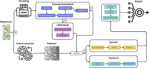 Figure 4. Schematic representation of the proposed ML pipeline for biological sequences classification, integrating CNN and BiLSTM networks. The pipeline initiates with the data loading phase and proceeds with sequence encoding using methods such as k-mer one-hot and k-mer dictionary. Following resource extraction, data is fed into a hybrid deep-learning model comprised of convolutional and LSTM blocks. To accommodate k-mer dictionary encoding, the data is passed through an embedding layer, while convolutional layers extract spatial patterns and LSTMs capture temporal dependencies. Dropout layers are optionally included to prevent overfitting. After processing through LSTMs, data is flattened and directed to fully connected layers for final output generation. The pipeline can integrate multiple encodings and concatenating handcrafted features, allowing for efficient classification of biological sequences. The model parameters and structure were set based on prior empirical work and related literature.