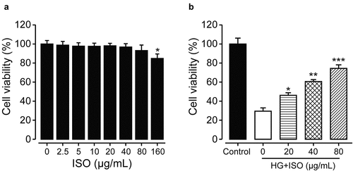 Figure 1. The protective effects of ISO on cellular viabilities of human renal HK-2 cells (a) without or (b) with treatment of high glucose. *p < 0.05, **p < 0.01, ***p < 0.001 compared with saline-treated HK-2 cells without high glucose in Figure 1(a) and with high glucose in Figure 1(b), respectively. All data were presented as mean ± SD (n = 5)